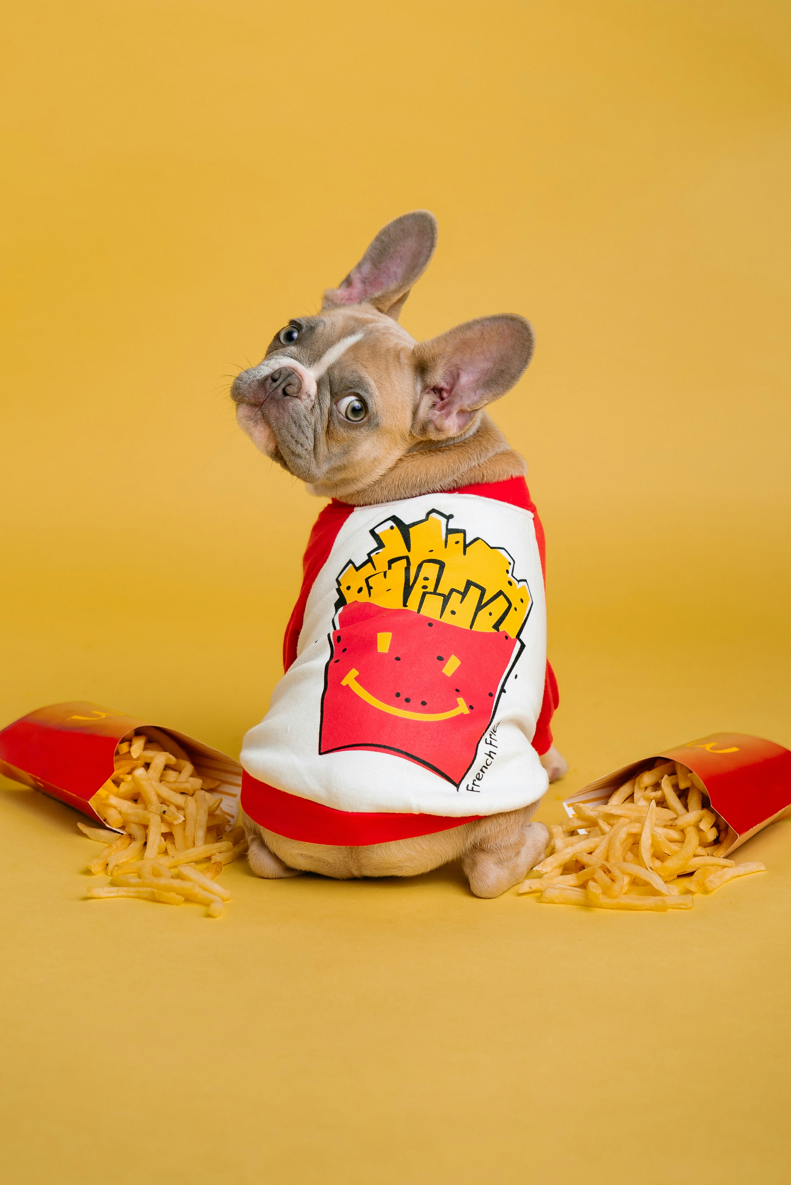 dog attire