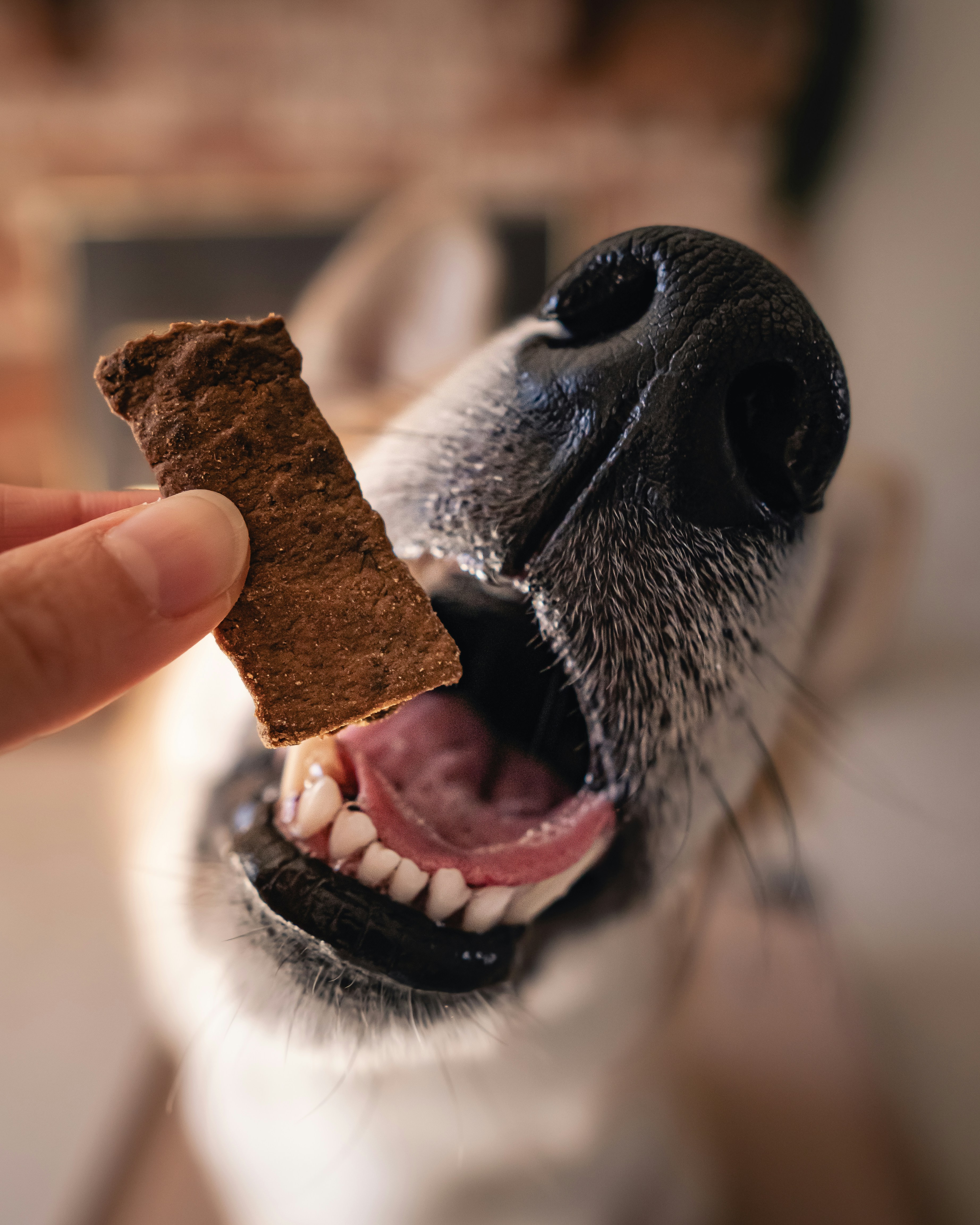 dog treats
